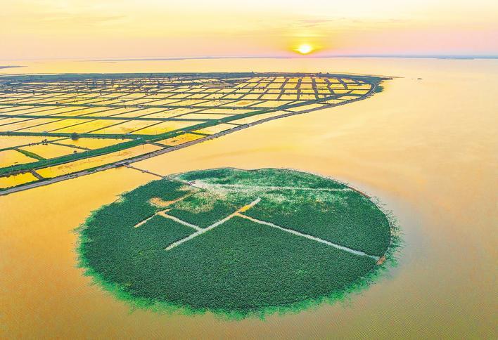 洪湖“水下森林”初长成