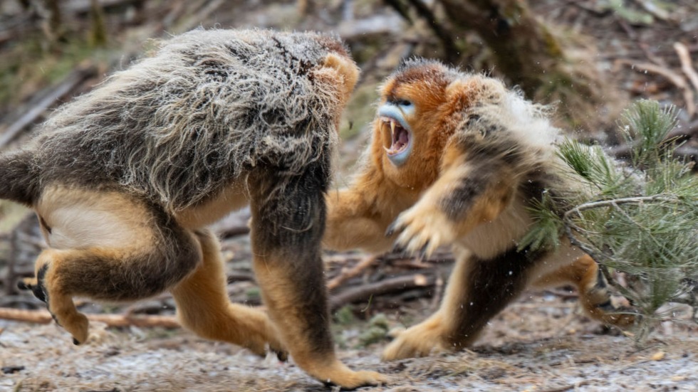 湖北神农架：雪中猴趣