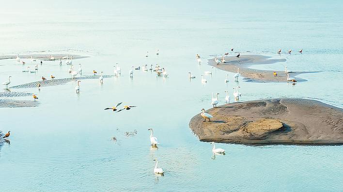 候鸟“打卡”鄂州江心洲