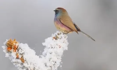 鸟儿雪中嬉戏好可爱