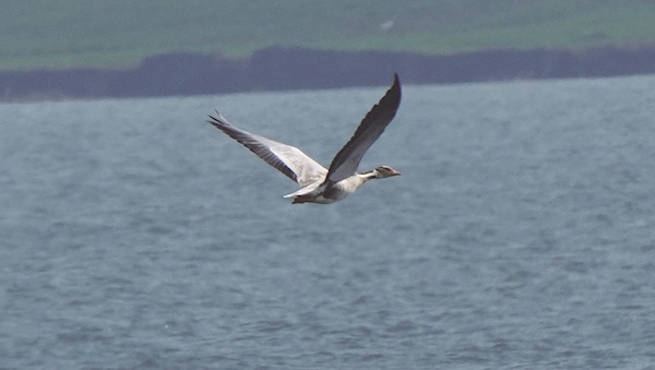 汉江生态接连吸引珍稀动物用翅膀“投票”