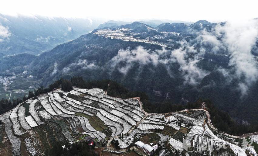 雪润茶园兆丰年