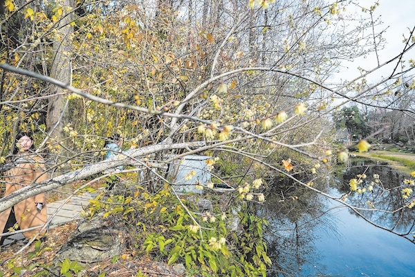 江城蜡梅处处开