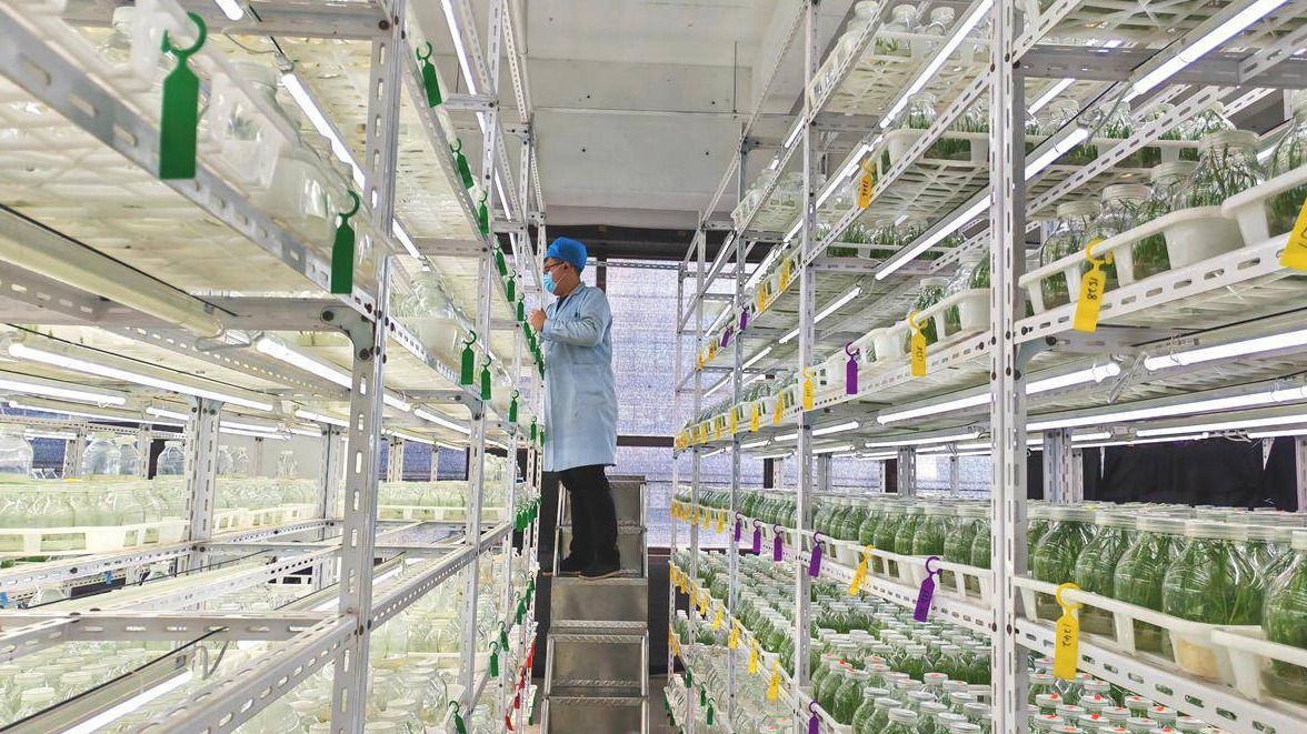 湖北企业从超级芦竹中“炼”出航空燃料