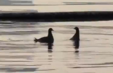 黑水鸡争地盘“打情骂俏”