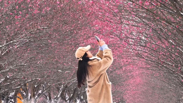 梅香引客至，市集寻年味