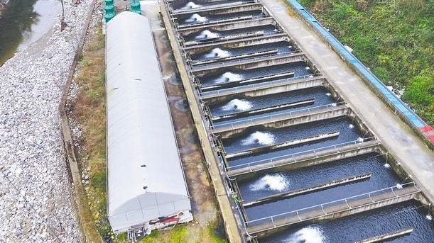 三文鱼在宜昌大山里安家