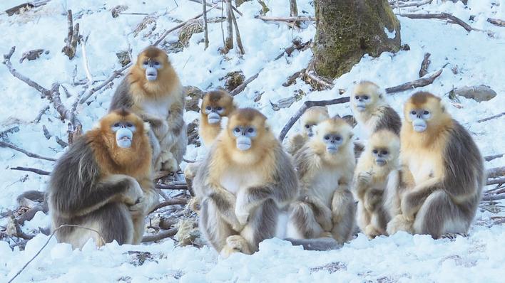 神农架“猴王”抢镜拍全家福