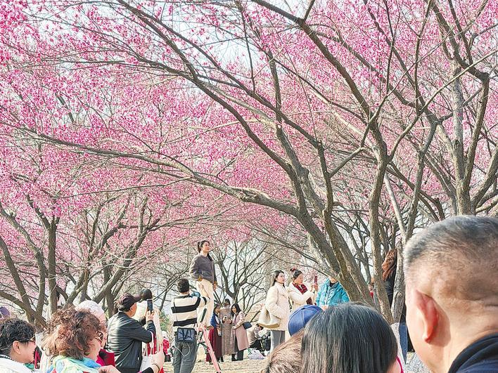 持续晴暖 武汉赏花季提前开启