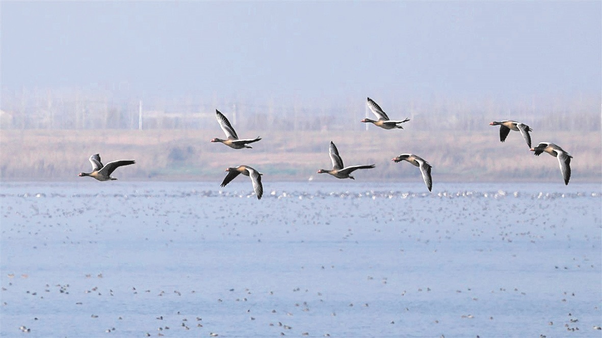 沉湖湿地越冬候鸟创新高