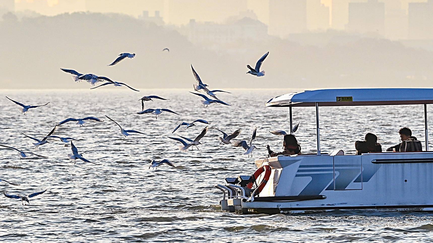 红嘴鸥集聚东湖