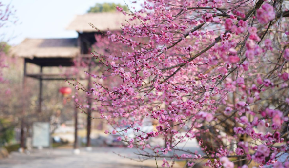 荆州：繁花似海 邂逅“梅”好