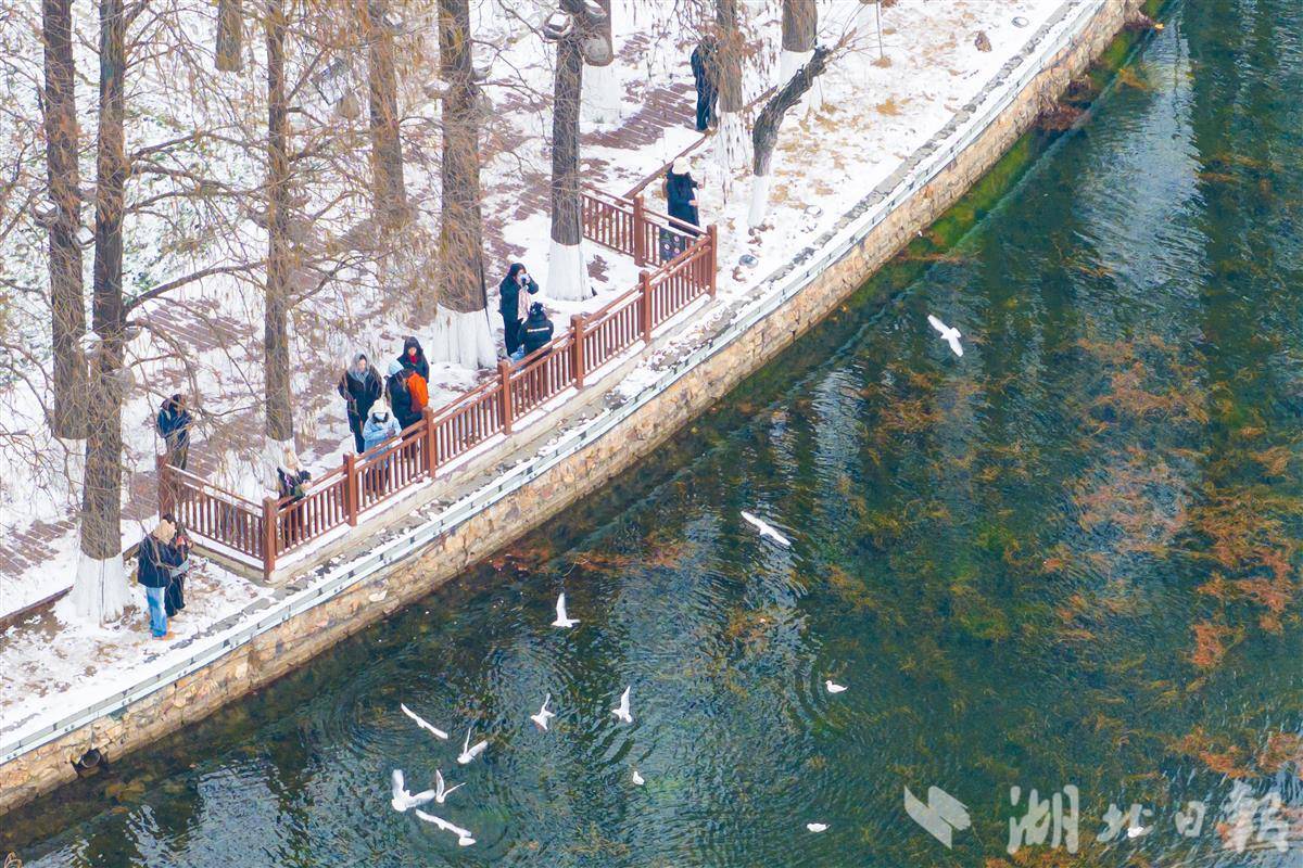 东湖雪韵 鸥影翩跹