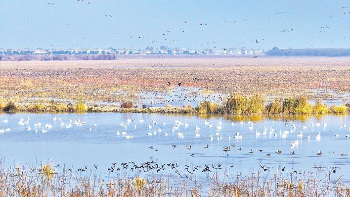 鸟叔，今冬7万只候鸟都是你的客人