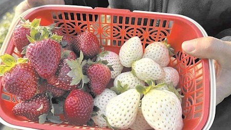 每斤100元，草莓界的奢侈品来了