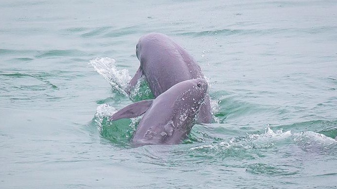 長江江豚數(shù)量去年達1426頭
