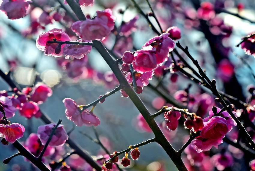 南漳：初燃的红梅