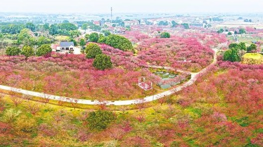 荆州赏梅正当时