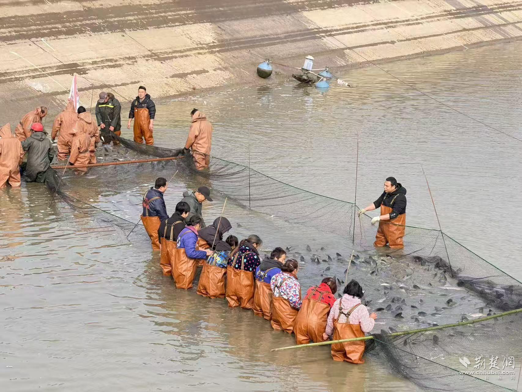 湖北荆州：人欢鱼跃好“丰”景