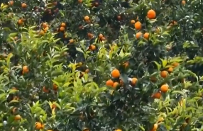 吃橘子上火的真相 是糖分作怪，还是体质敏感？