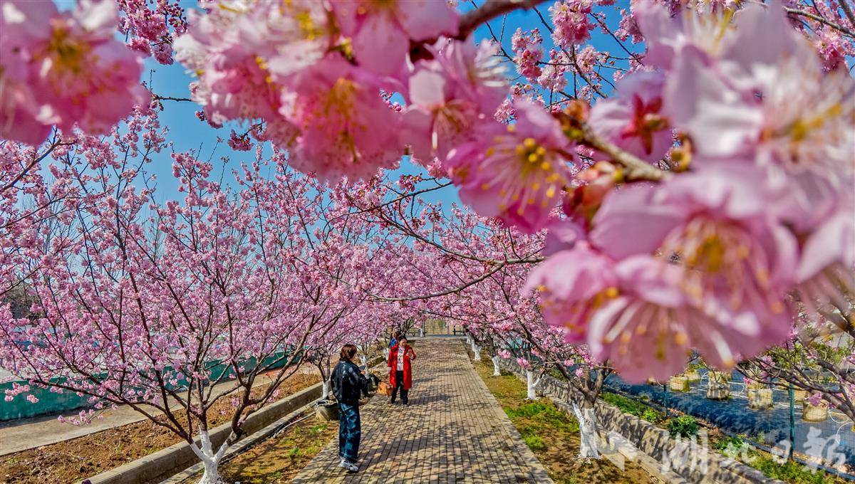 春来第一波美景！枝江同心花海樱花盛开