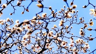 三月未到 玉兰已“爆”