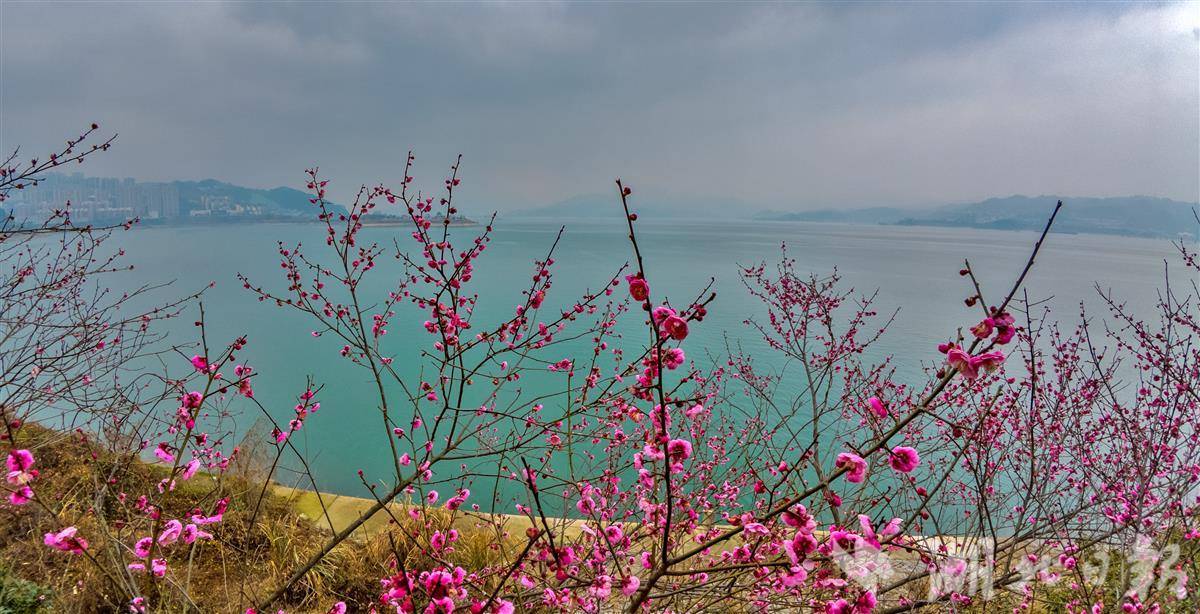 三峽庫(kù)區(qū)春來早