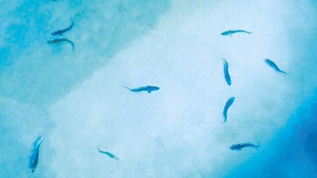 等待近十年，中华鲟在长江野外“生娃”了