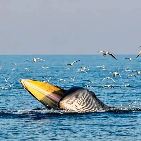 漁船撞擊網(wǎng)紅鯨魚“刀疤哥”，官方通報(bào)