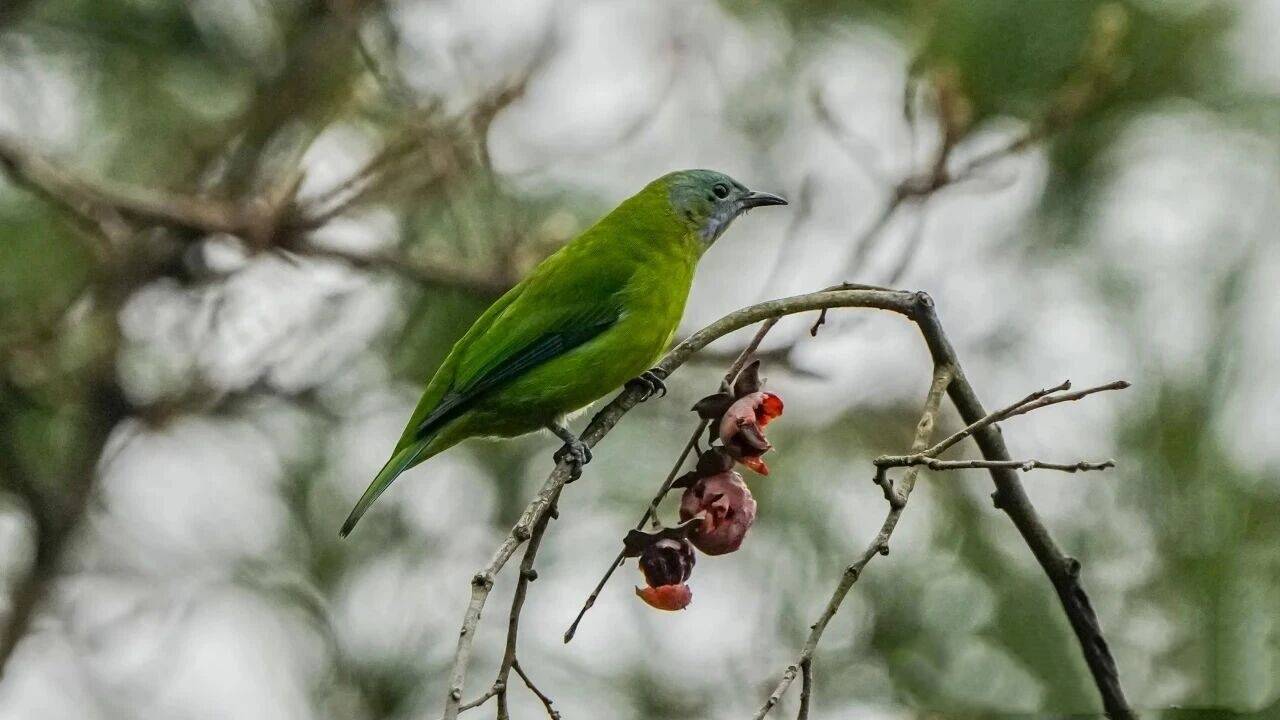 新年7種國家一級保護(hù)野生鳥類造訪武漢