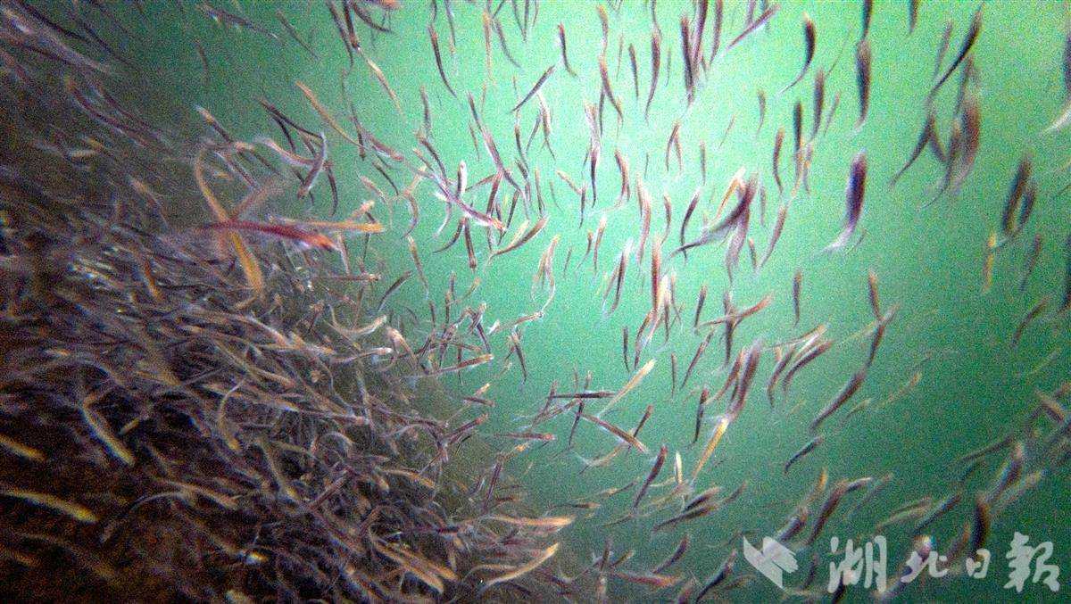 记者水下摄影见证长江秭归段禁渔实效