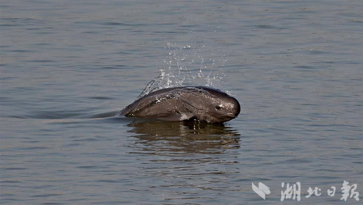 新春暖陽映峽江 江豚相伴年味濃