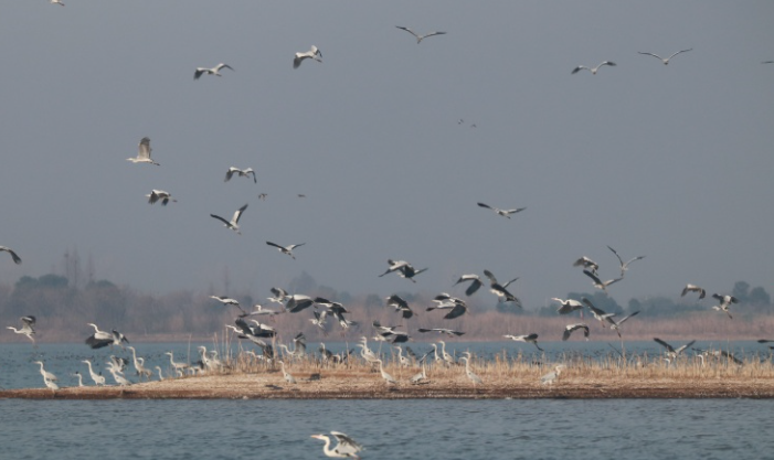 万鸟齐翔！长湖越冬候鸟达5.4万只