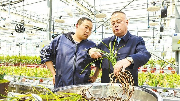 将深山幽兰请进“工厂” 瞄准百亿级全产业链 从好看到好赚罗田大展“兰”图