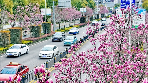 玉兰斟满古城浪漫