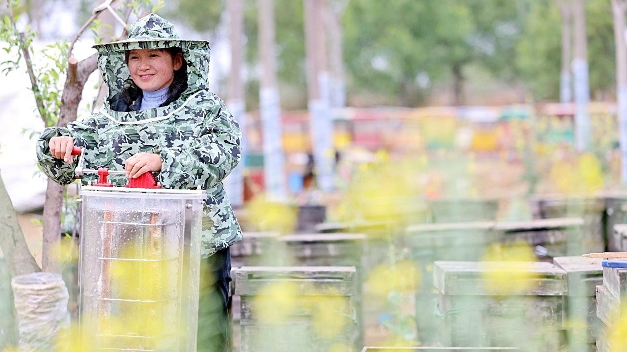 沙洋女养蜂人每年奔波12000公里带动乡邻致富