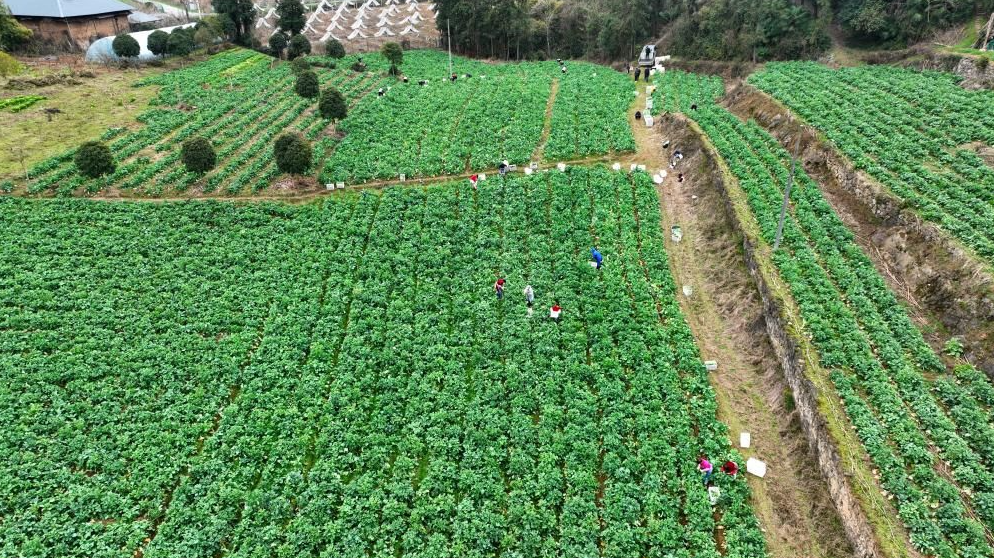 这款名字有点特别的蔬菜为何爆火