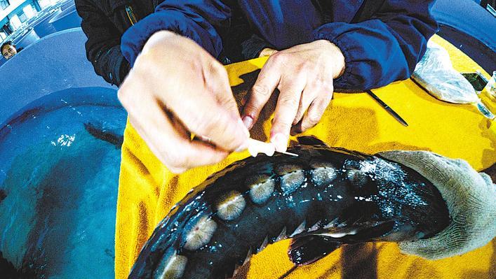 中華鱘子二代帶“芯”回家