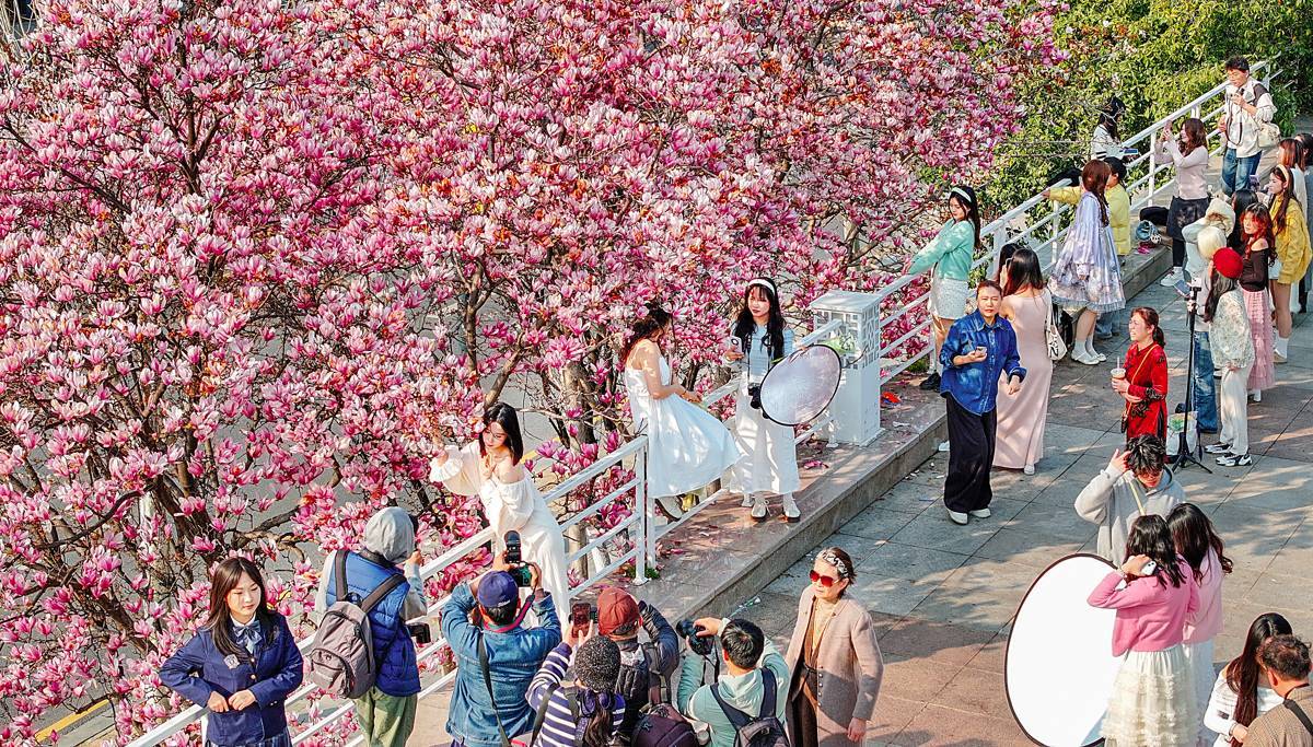 美翻啦！汉口江滩玉兰花开春意浓