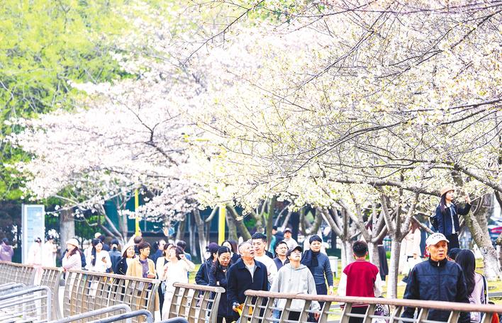 花开成海！武汉西北湖公园樱花盛开