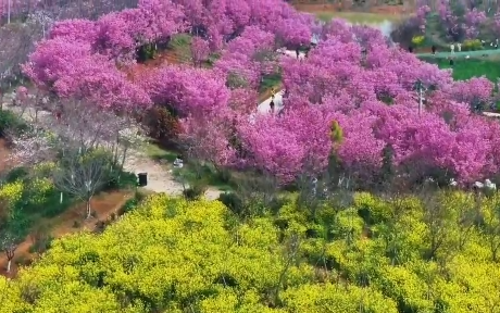 武汉长江新区：赏花正当时
