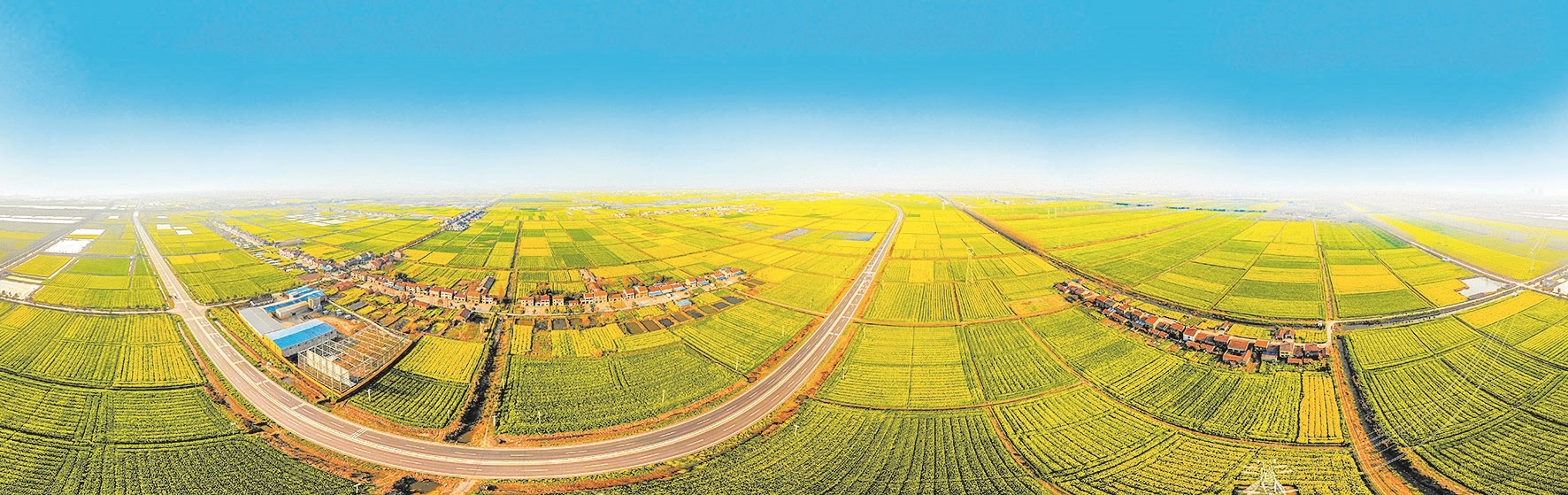 “千里江陵”40万亩油菜花盛放