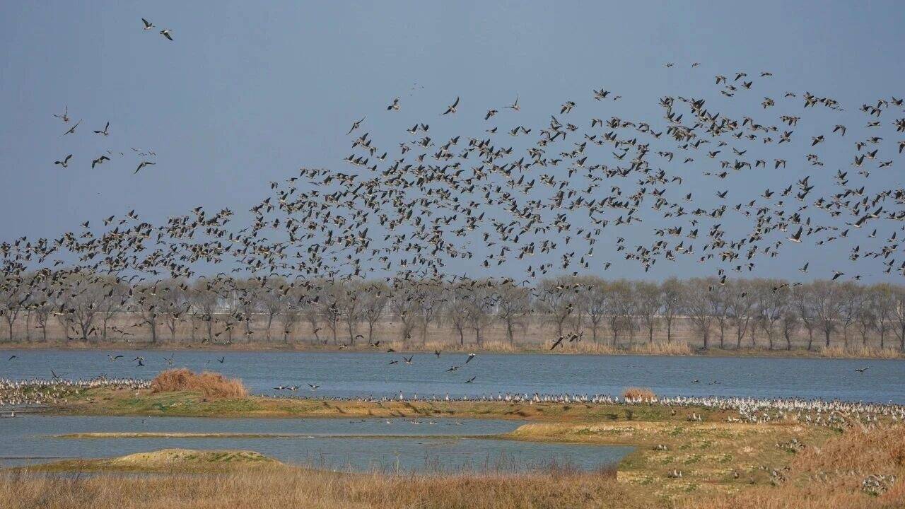武汉2月记录249只青头潜鸭