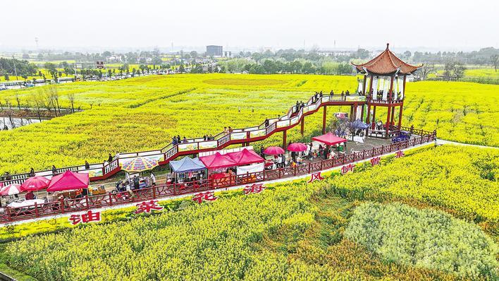 湖北省油菜花节沙洋启幕 80万亩油菜花盛放迎客