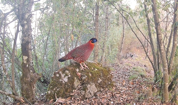 堵河源红外相机捕捉“吉祥鸟”