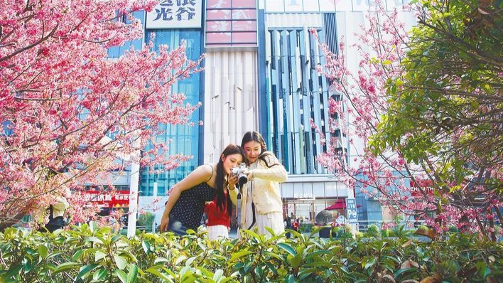 光谷廣場(chǎng)早櫻盛放解鎖江城春日浪漫
