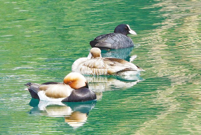 “水上芭蕾”舞动清溪河