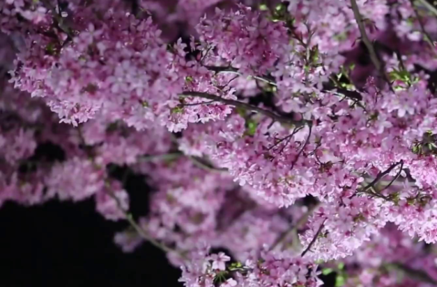 比樱花更美的是晚上赏樱