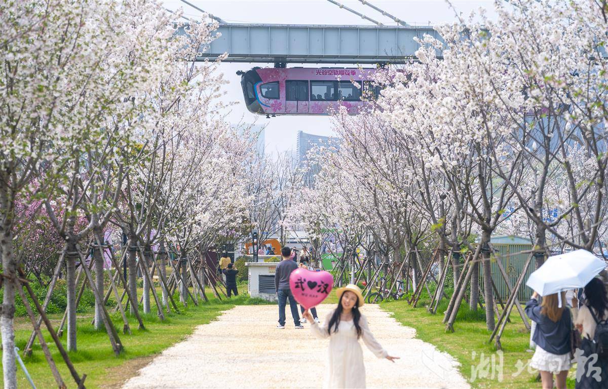 光谷空轨与樱花大道同框