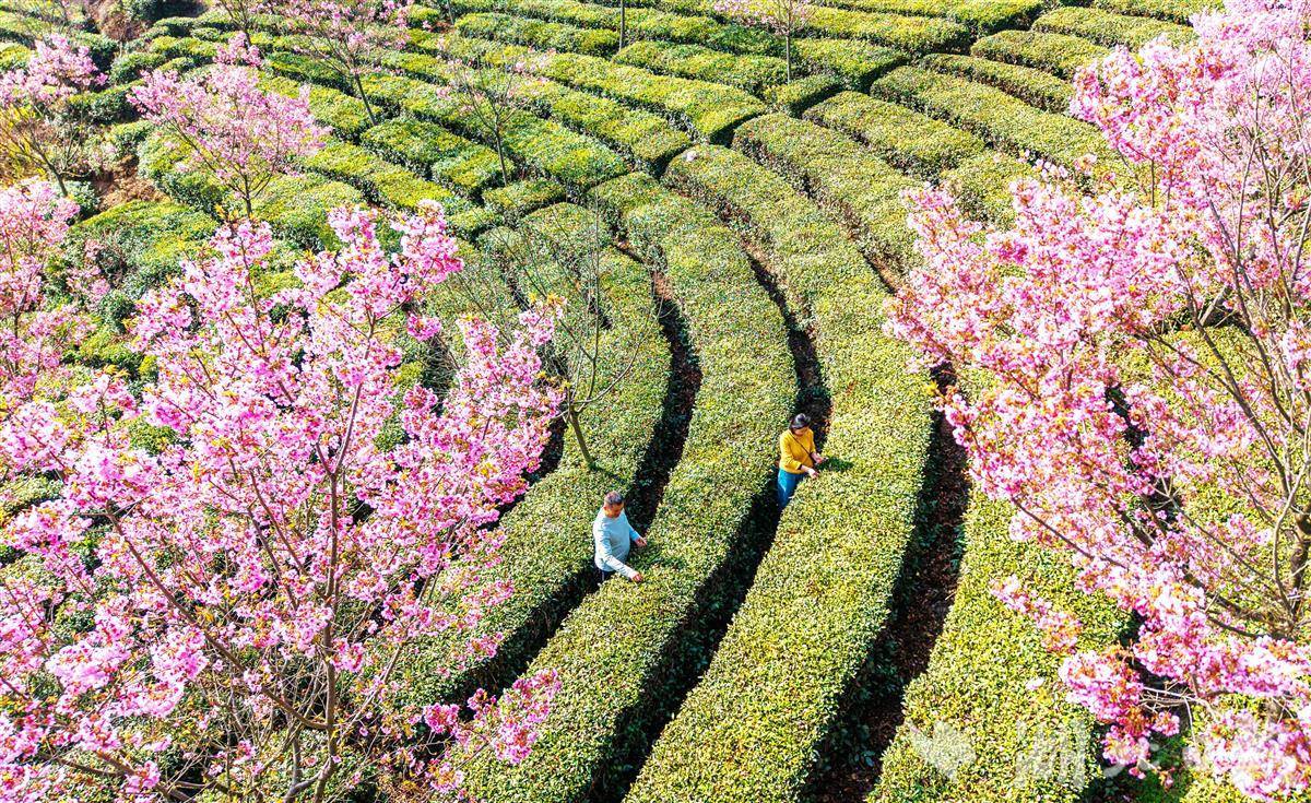 快来品尝湖北春天的第一口“鲜”！